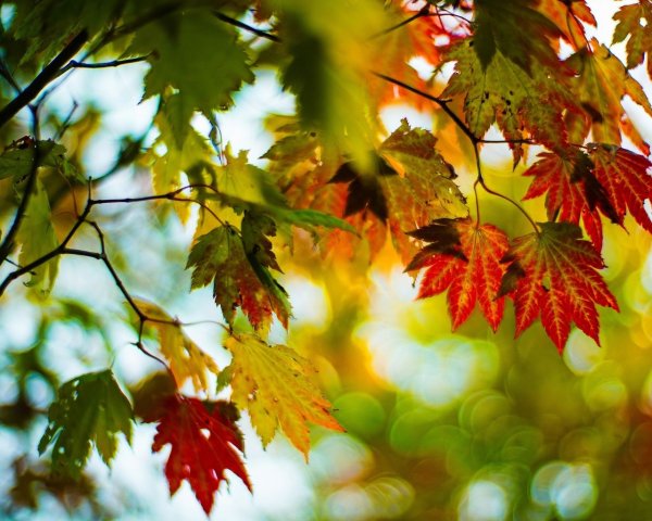 Сентябрьские листья