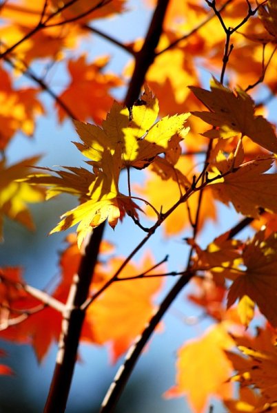 Осень листва вертикально