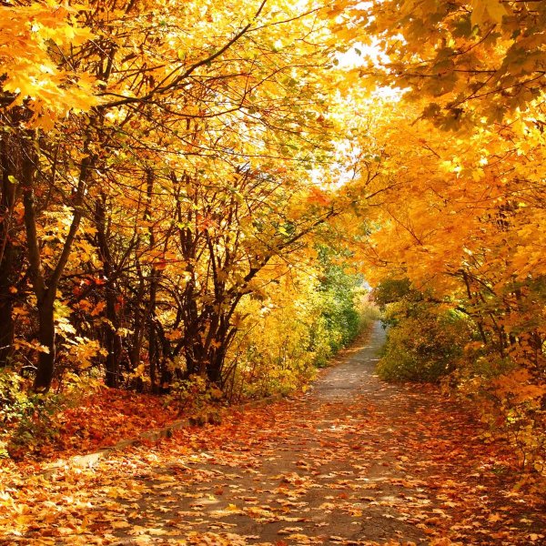 Осень горизонтально