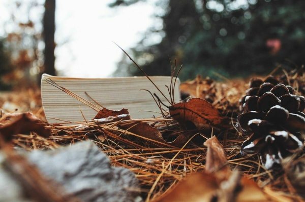 Осенняя Эстетика