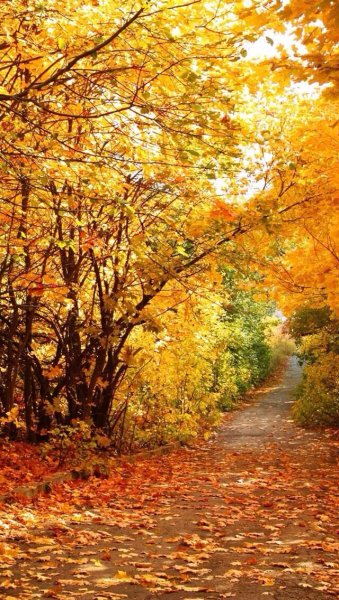 Пейзаж осени