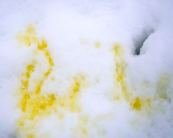 Желтый снег