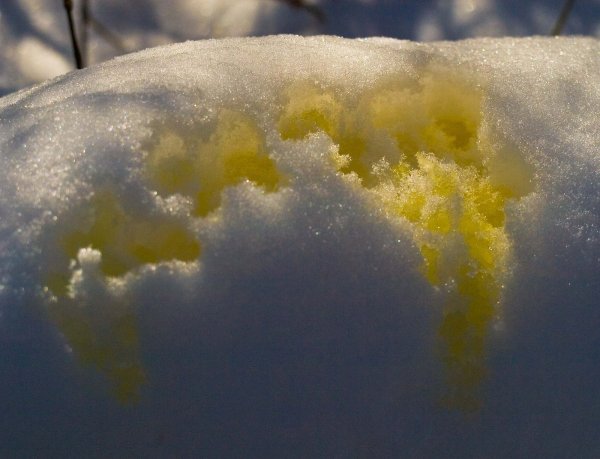 Желтый сугроб