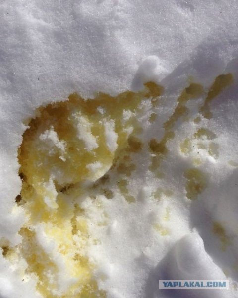 Желтый снег