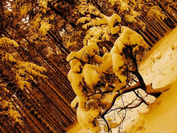 Желтый снег
