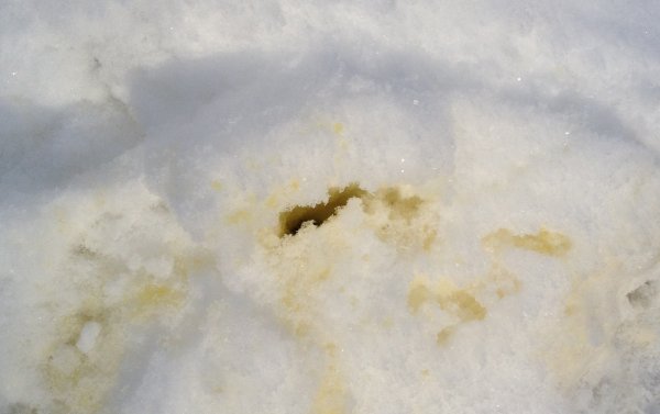 Следы мочи на снегу