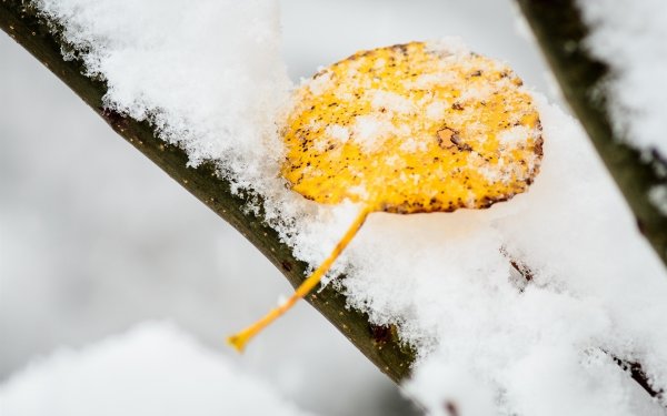 Лимонный снег