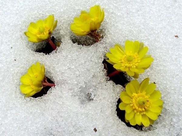 Адонис Приморский Подснежник