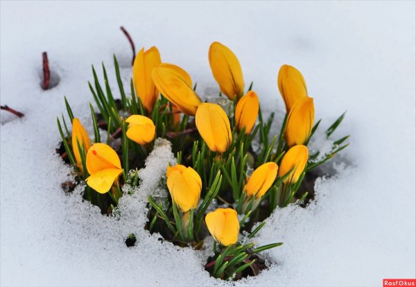 Подснежники желтые