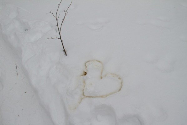 Сердечко на снегу мочой