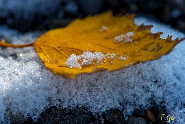 Рыжие листочки в снегу