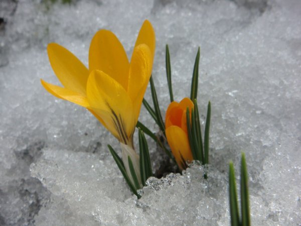 Бойчечак расми