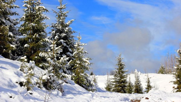 Ель в снегу