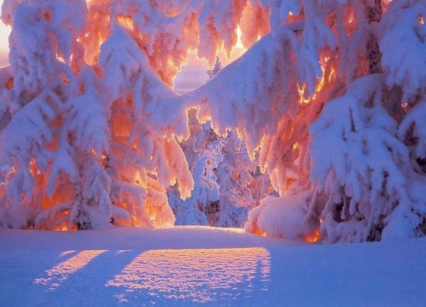 Чудеса зимней природы