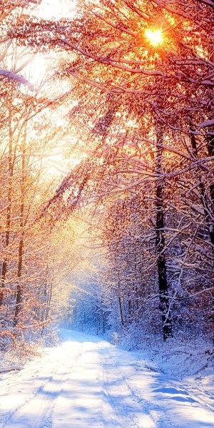 Зимний парк вертикально