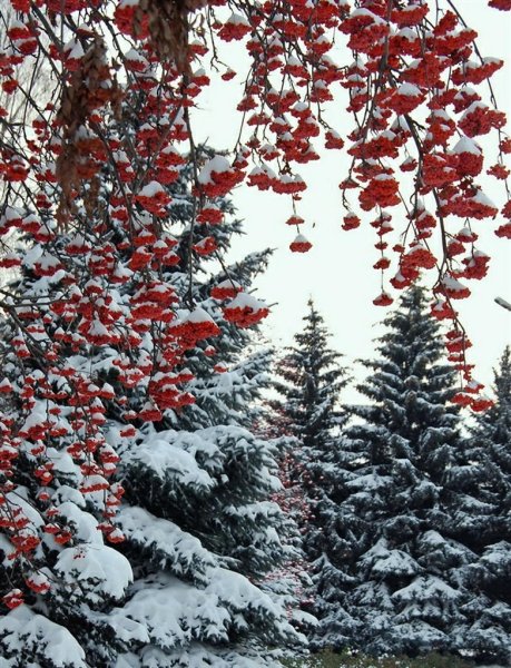 Зимние обои вертикальные