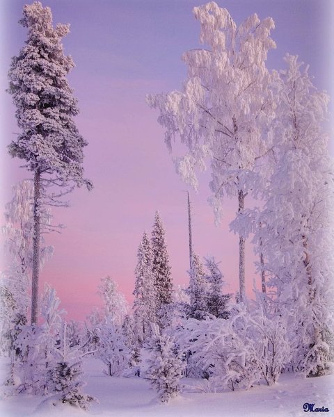 Елка в зимнем лесу