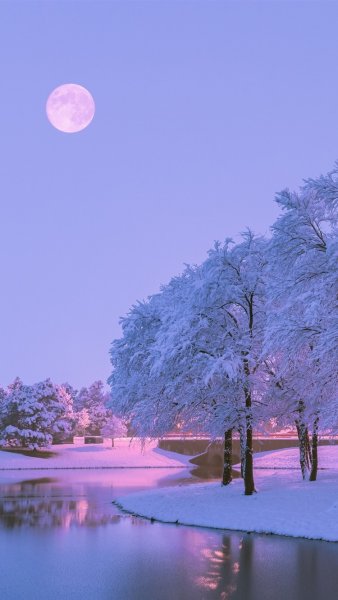 Снежный лес