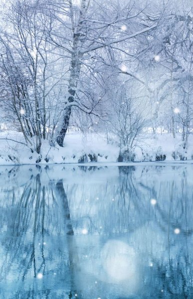 Красное дерево в снегу