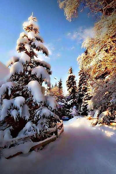 Заснеженный лес