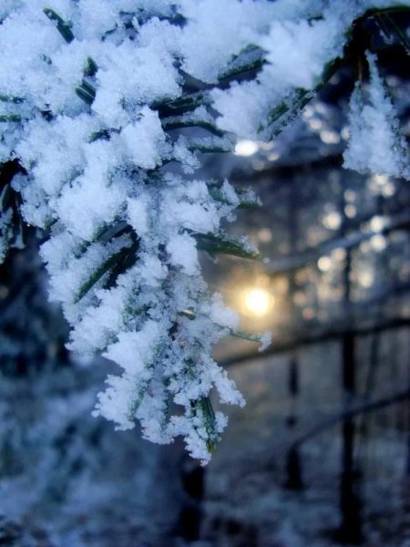 Декабрь природа