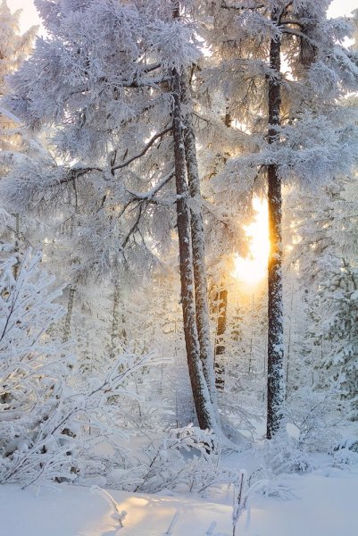 Осенние листья в снегу
