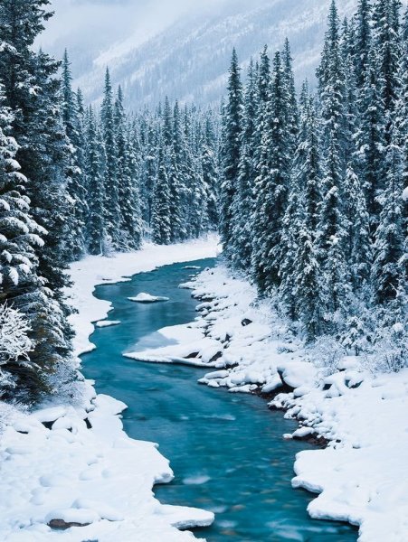 Снежный лес