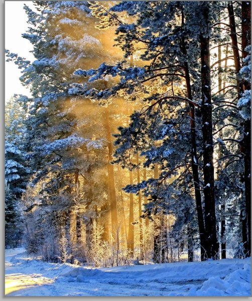 Заснеженная ветка