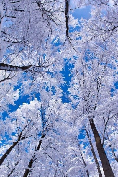 Красивая зима