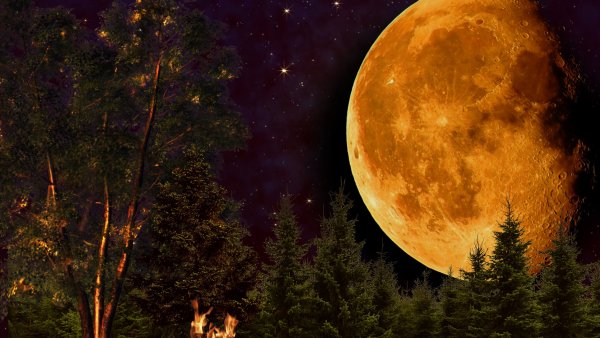 Луна на фоне леса