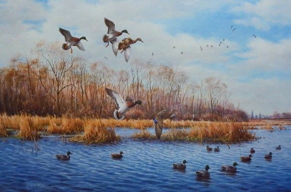 Художник Jim killen утки