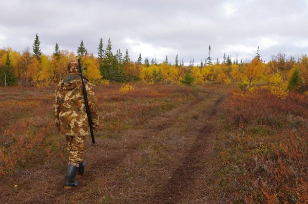 Охота в лесу