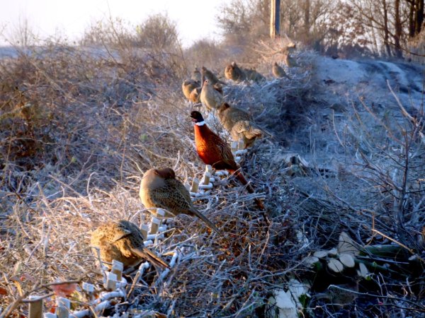 Охота в лесу