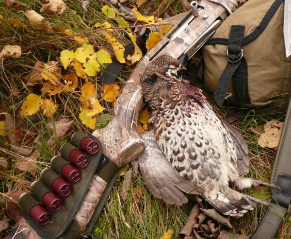 Охота на рябчика с мелкашкой осенью