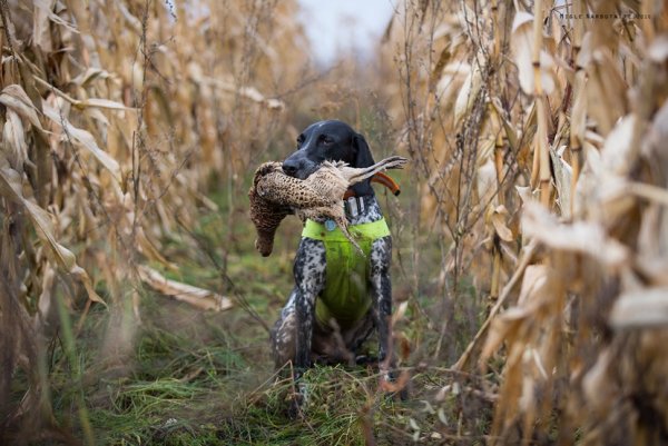 Осенний лес охота