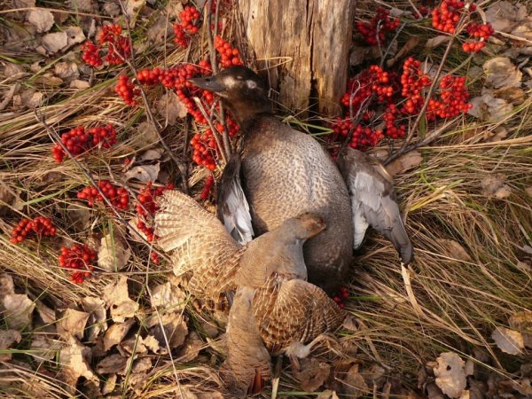 Осенний лес охота