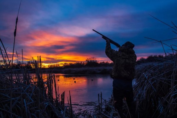 Охота на уток