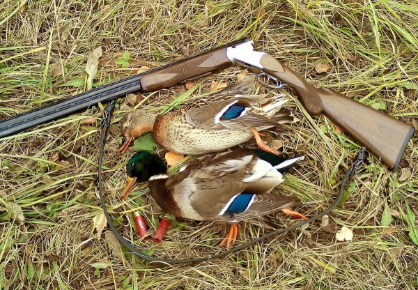 Весенняя охота на селезня