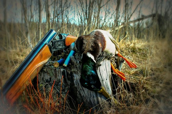 Весенняя охота