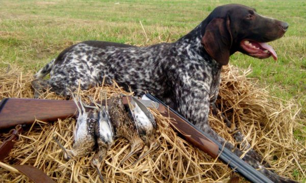 Осенняя охота на пернатую дичь