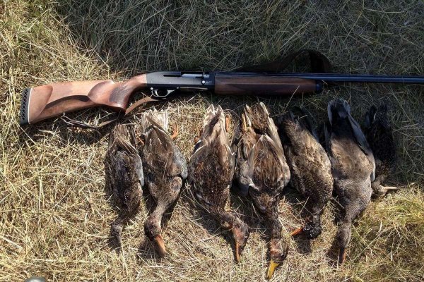 Охота на уток