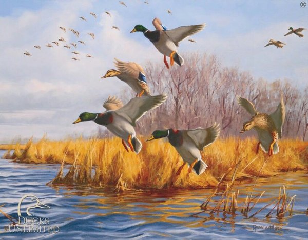 Картина утки на озере