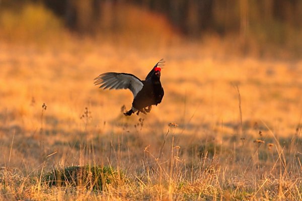 Охота природа фото