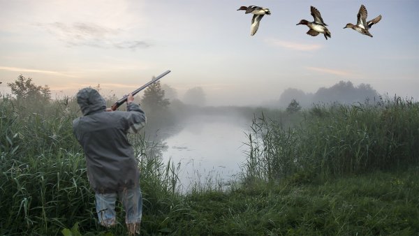 Даниэль Шульц Утиная охота