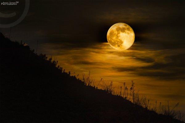 Желтая ночь