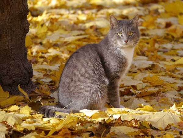 Кошка осень