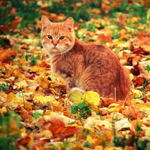 Рыжий кот осень