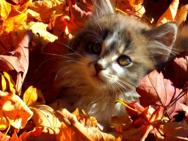 Кошки осенью