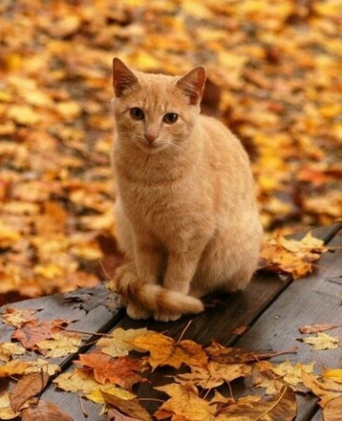 Рыжий кот осень