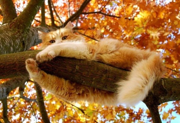 Кот на осеннем дереве